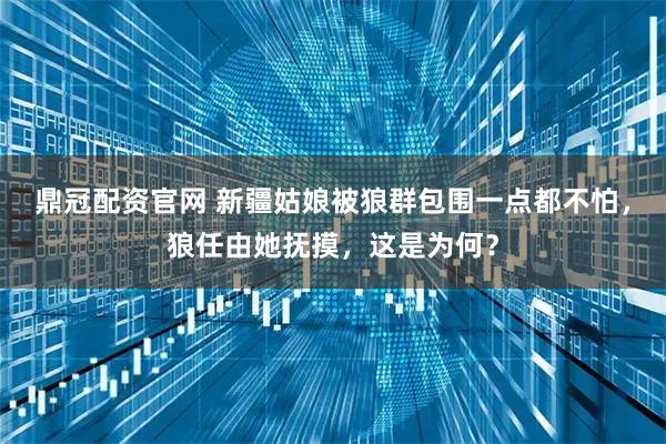 鼎冠配资官网 新疆姑娘被狼群包围一点都不怕，狼任由她抚摸，这是为何？